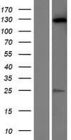 C20orf194 Protein (Over-Expression Lysate Myc-DDK (Flag))
