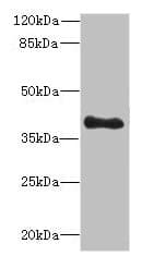 Polyclonal Rabbit anti-Human TFEC Antibody (WB)