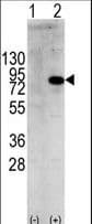 PIK3R1 / p85 Alpha Antibody (Tyr580)