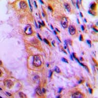 Polyclonal Rabbit anti-Human ATP5I Antibody (Internal, IHC, WB)