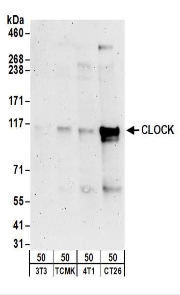 CLOCK Antibody (aa796-846)
