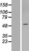 ZNF563 Protein (Over-Expression Lysate Myc-DDK (Flag))
