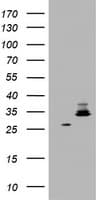 HADH Antibody (aa57-314, clone OTI7C9)