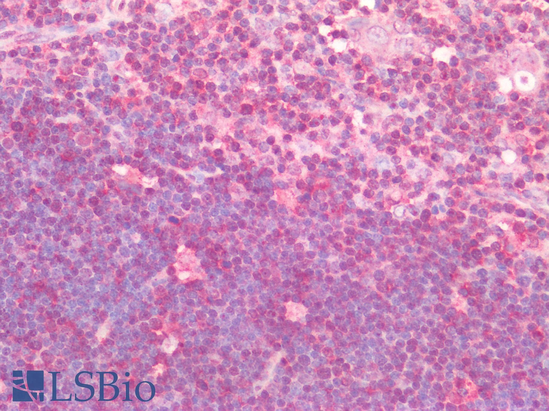LAIR1 / CD305 Antibody