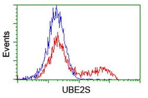 UBE2S / E2 EPF Antibody (clone OTI1B5)