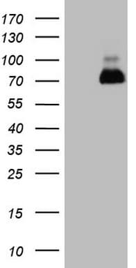 NR2C2 / TAK1 Antibody (aa1-241, clone OTI2H2)