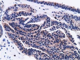 CD80 Antibody (clone OTI2B11)
