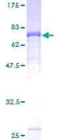 Human TYW1 Protein (Recombinant GST)