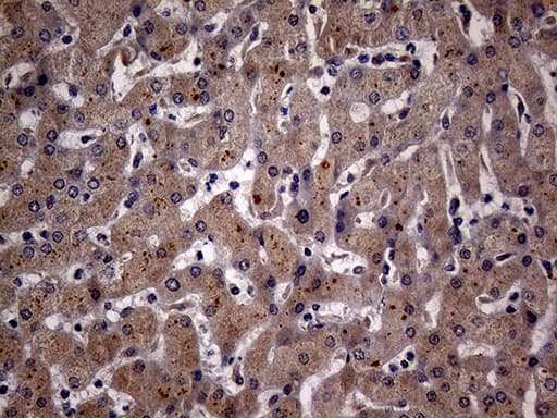KCTD9 Antibody (aa1-223, clone OTI5G4)