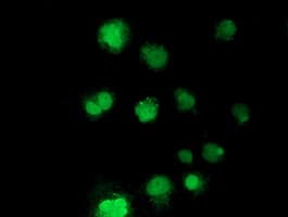 NHEJ1 / XLF Antibody (clone OTI2C8, Carrier-free)