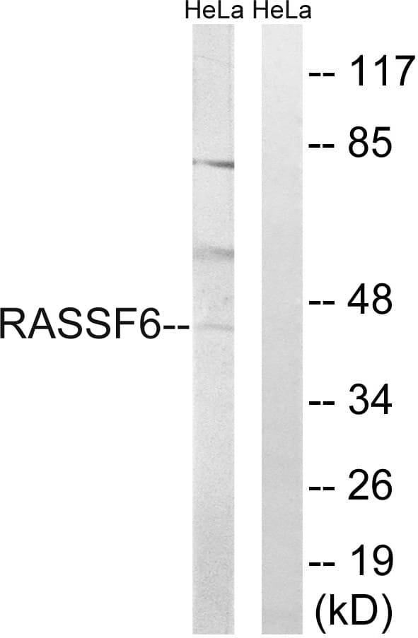 RASSF6 Antibody (aa129-178)