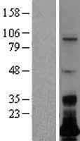 LSMEM1 / C7orf53 Protein (Over-Expression Lysate Myc-DDK (Flag))