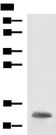 HBZ Antibody