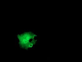 ITFG2 Antibody (clone OTI3E10)