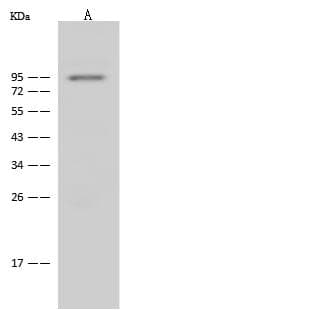 NOA1 / C4orf14 Antibody