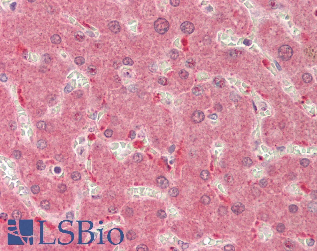 Polyclonal Rabbit anti-Human THNSL2 Antibody (aa251-300, IHC, WB)