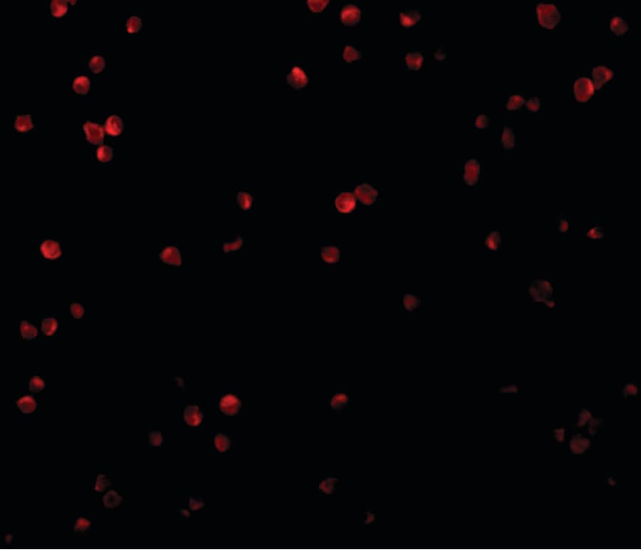 C1QTNF2 / CTRP2 Antibody