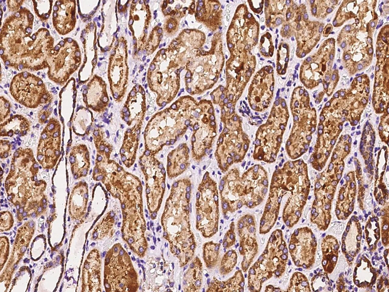 Polyclonal Rabbit anti-Human MRPS26 Antibody (IHC, IF, WB)