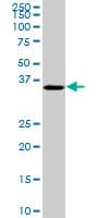 CDX4 Antibody (clone 1G12)
