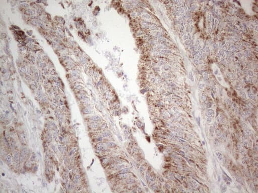 Monoclonal Mouse anti-Human BP1 / DLX4 Antibody (clone OTI8A1, IHC, WB)