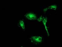 BECN1 / Beclin-1 Antibody (clone OTI2D4)