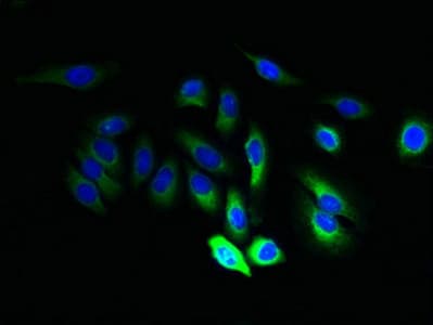 JAGN1 Antibody