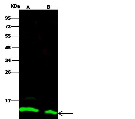 Polyclonal Rabbit anti-Mouse TXN / Thioredoxin / TRX Antibody (Preservative Free, IF, WB)