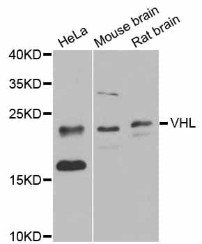 VHL / Von Hippel Lindau Antibody