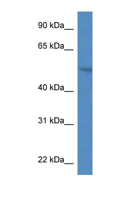 SMPDL3A Antibody (aa82-131)