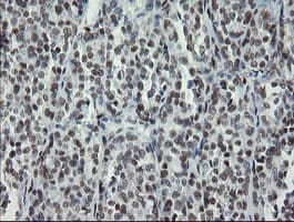 TLE1 / TLE 1 Antibody (aa180-460, clone OTI1F5)