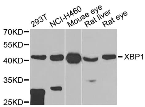 XBP1 Antibody
