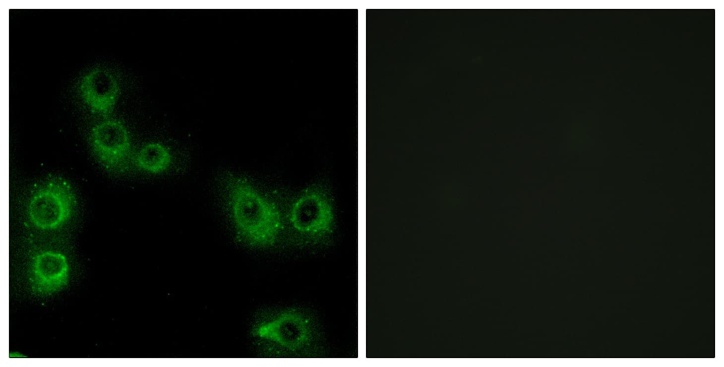 MRGPRX3 / MRGX3 Antibody (aa99-148)