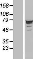 ARHGAP27 Protein (Over-Expression Lysate Myc-DDK (Flag))