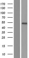 PDLIM7 / Enigma Protein (Over-Expression Lysate Myc-DDK (Flag))