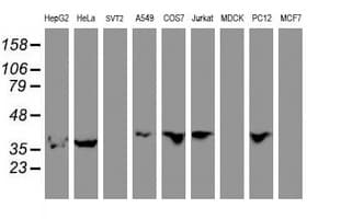 ERI1 / HEXO Antibody (clone OTI1B3)