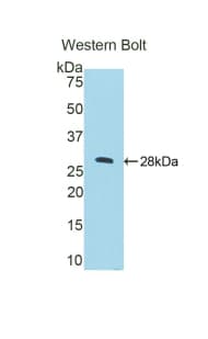 CTSC / Cathepsin C / JP Antibody (aa231-462)
