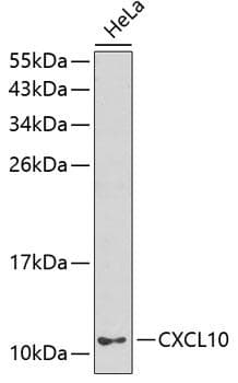 CXCL10 / IP-10 Antibody