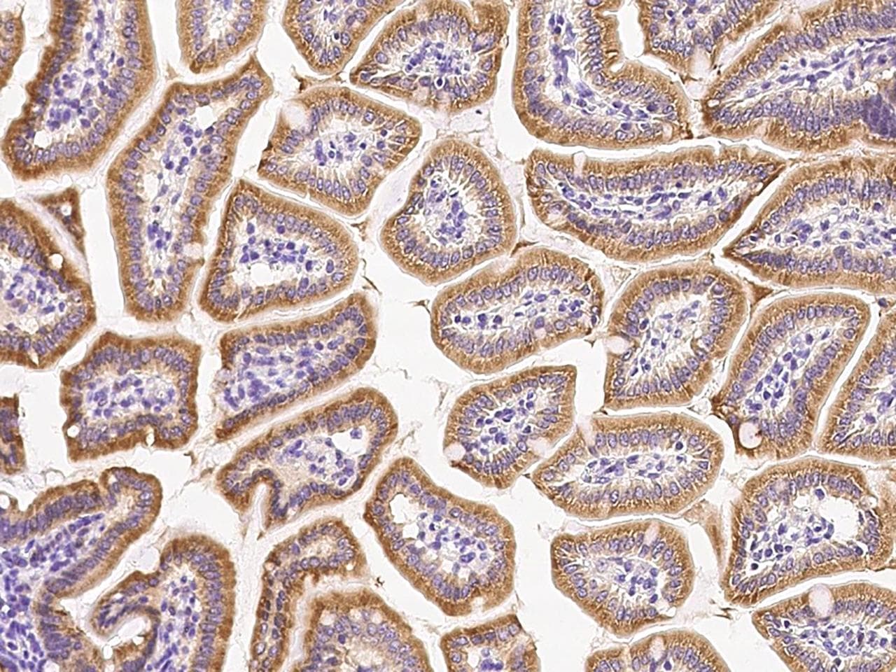 FGF9 Antibody (Preservative Free)