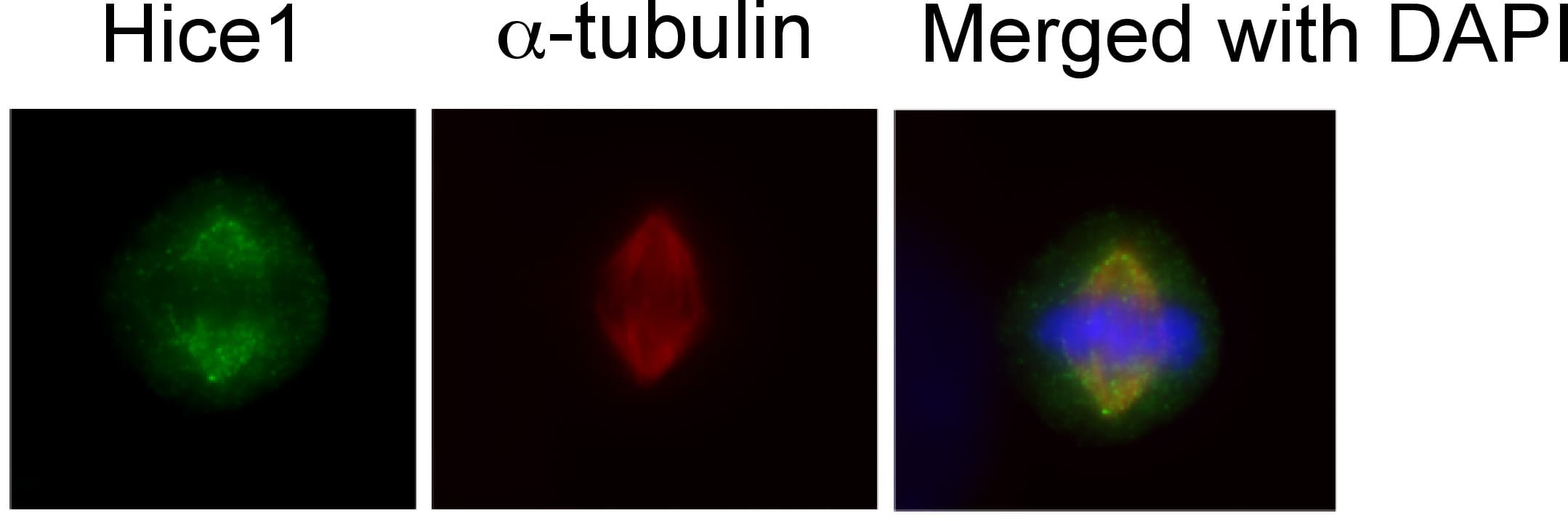 HAUS8 Antibody (aa166-360)