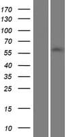 ZNF215 Protein (Over-Expression Lysate Myc-DDK (Flag))