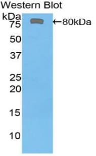 FKBP5 / FKBP51 Antibody (aa2-457)