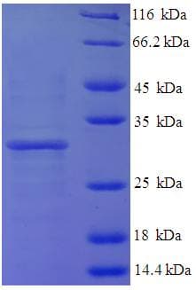 Human Histone H3.3 Protein (Recombinant His-SUMO)