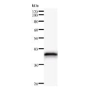 ARID4A Antibody (clone 112C4a)