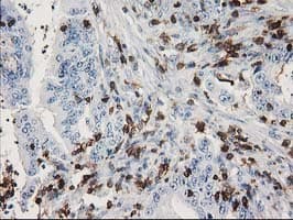 DEF8 Antibody (clone OTI4B6)