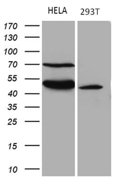 TEKT2 Antibody (aa1-244, clone OTI1E11)