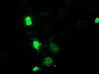 MEF2C Antibody (clone OTI2D2)