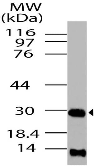 HMG1 / HMGB1 Antibody