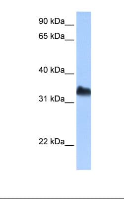 DND1 Antibody (C-Terminus)