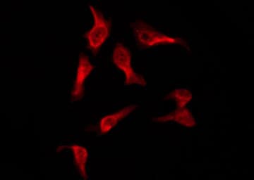 OR2A7 Antibody