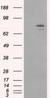 HSP90AA1 / Hsp90 Alpha A1 Antibody (clone OTI3B5)